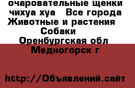 очаровательные щенки чихуа-хуа - Все города Животные и растения » Собаки   . Оренбургская обл.,Медногорск г.